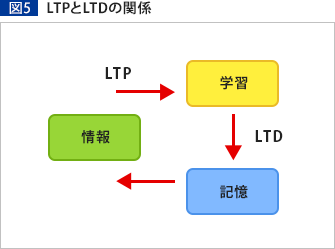 図5 LTPとLTDの関係